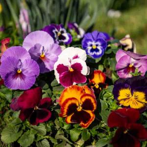 Pensée Géante Suisse Variée